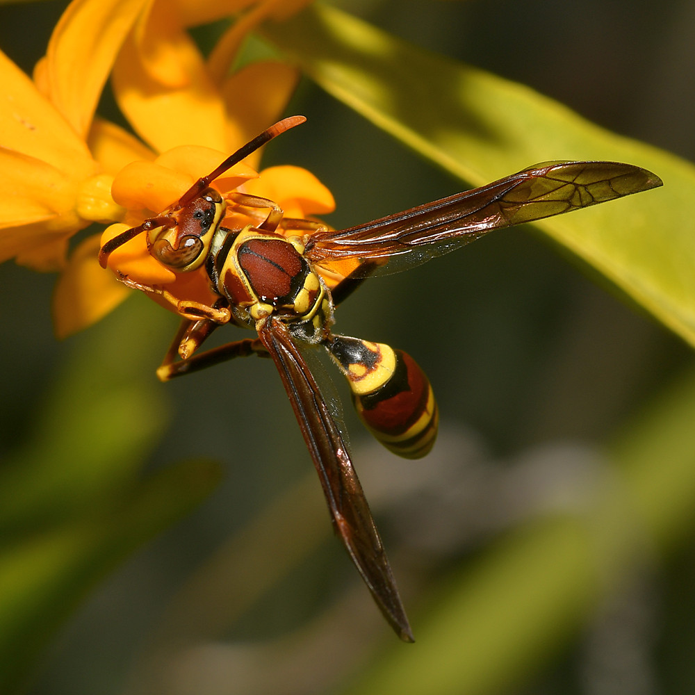 Wasp2.jpg