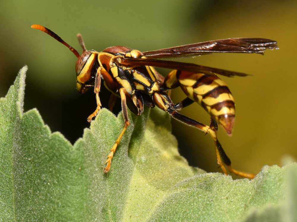 Wasp2.jpg