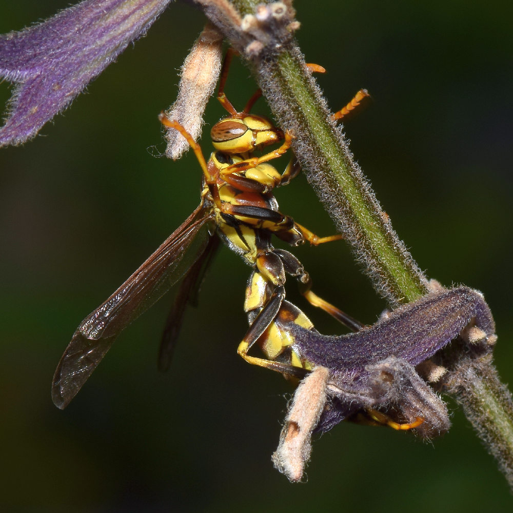 Wasp2.jpg
