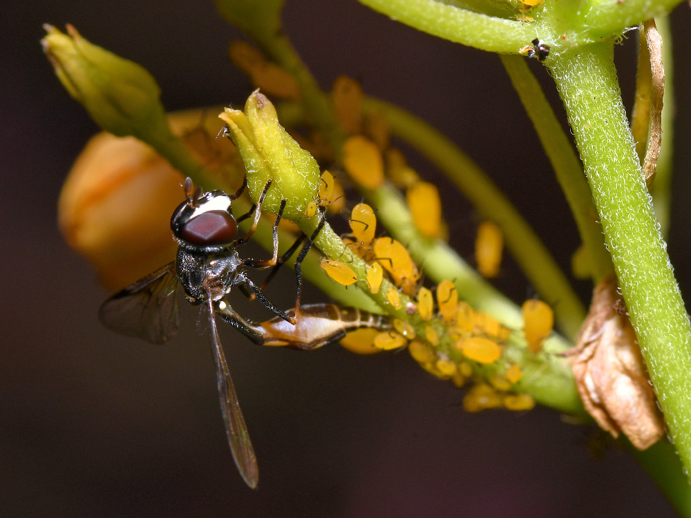 Wasp2.jpg