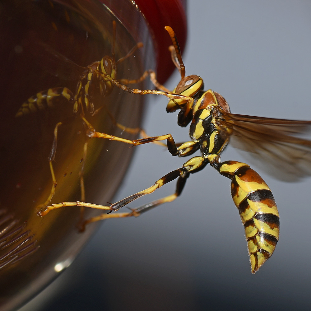 Wasp2.jpg