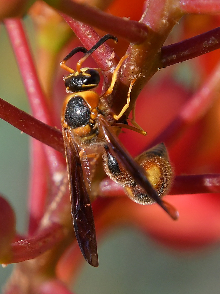 Wasp2.jpg