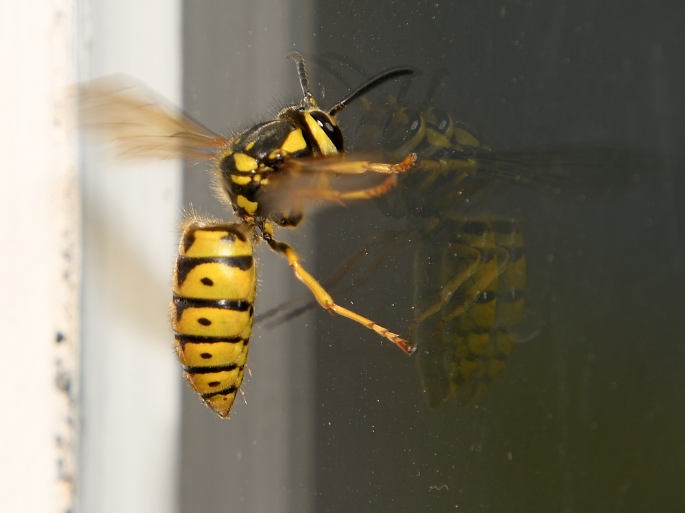 Wasp2.JPG