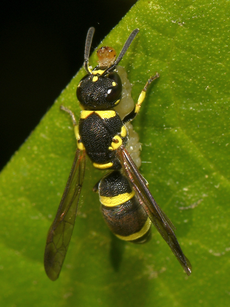 Wasp2.jpg