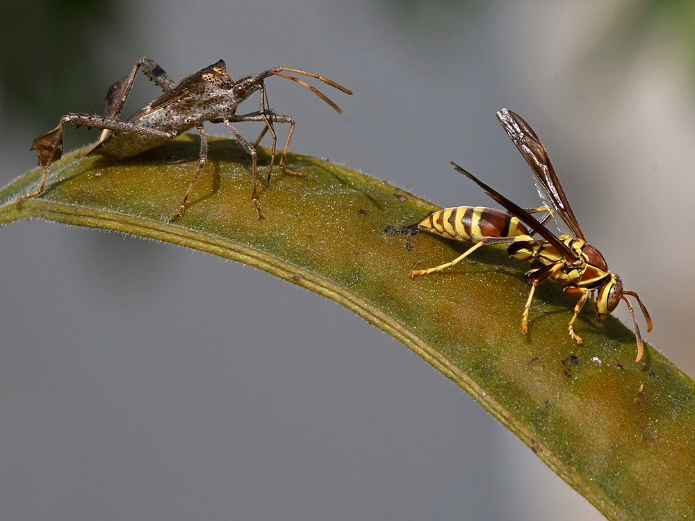 Wasp2.jpg