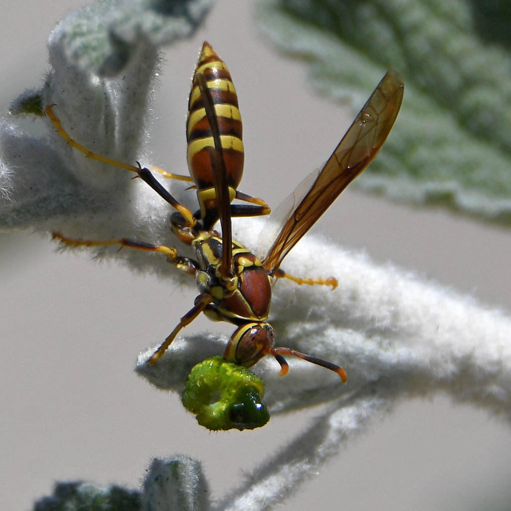 Wasp2.jpg