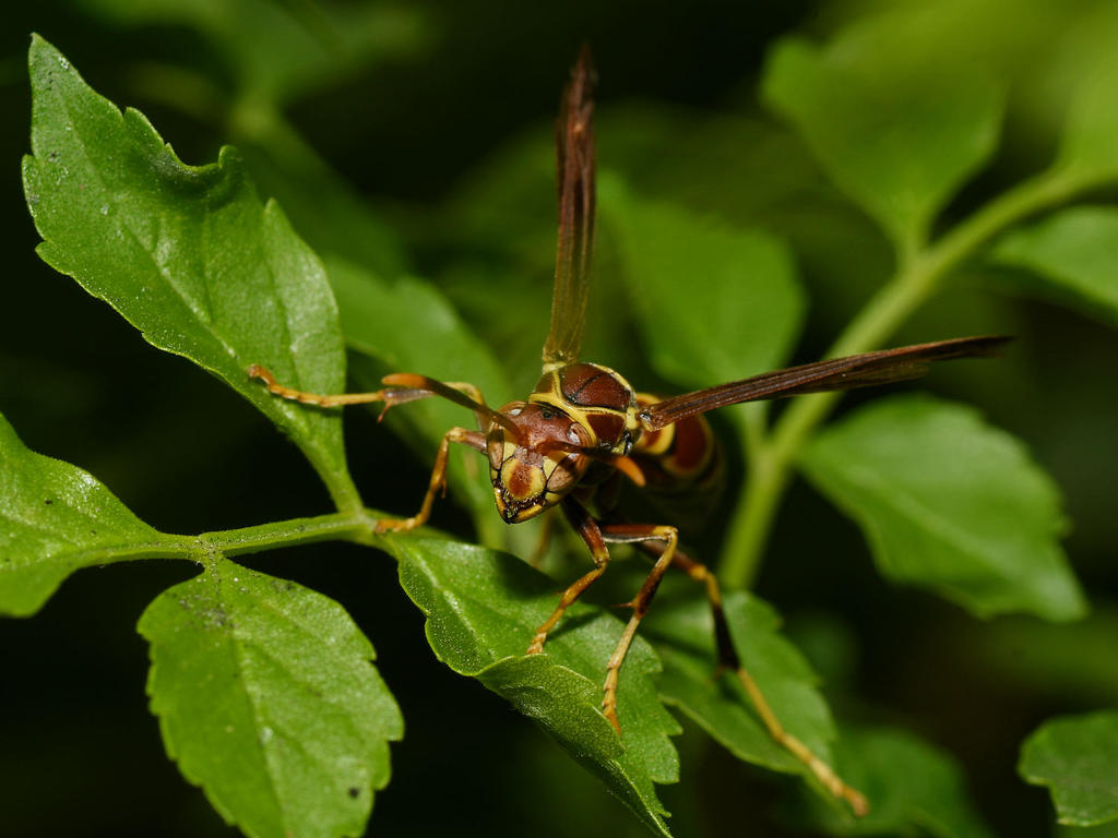 Wasp2.jpg