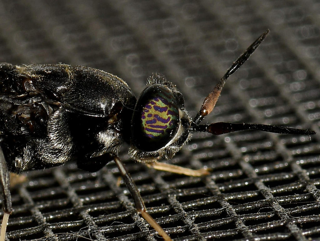 Wasp2.jpg