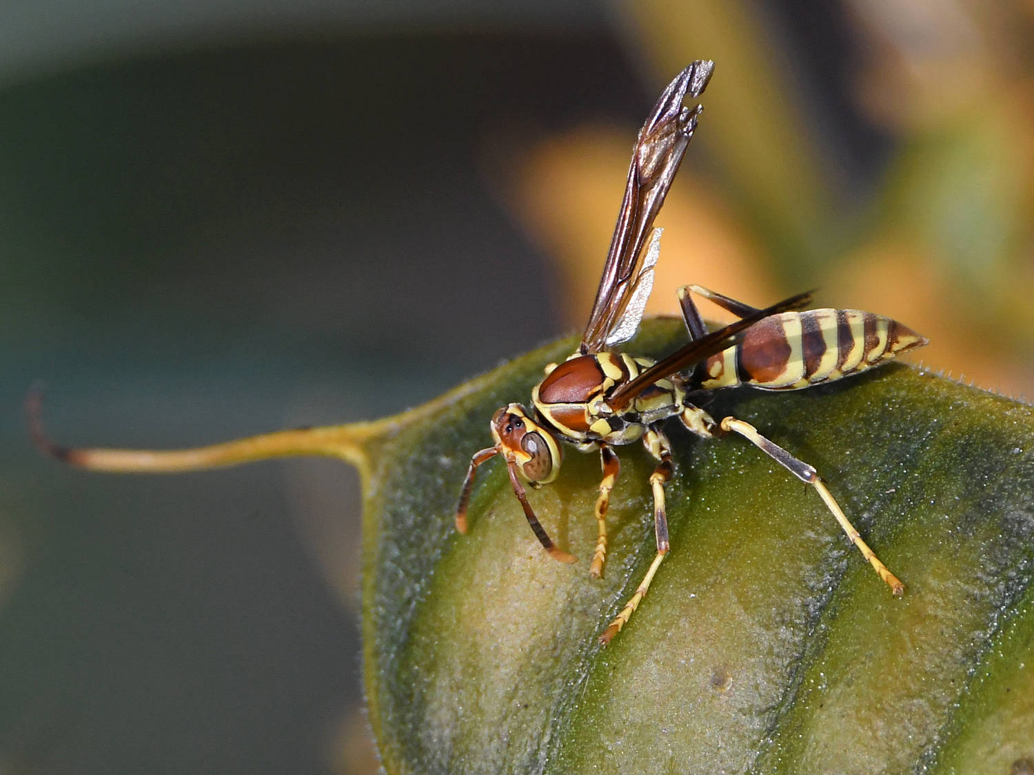 Wasp2.jpg