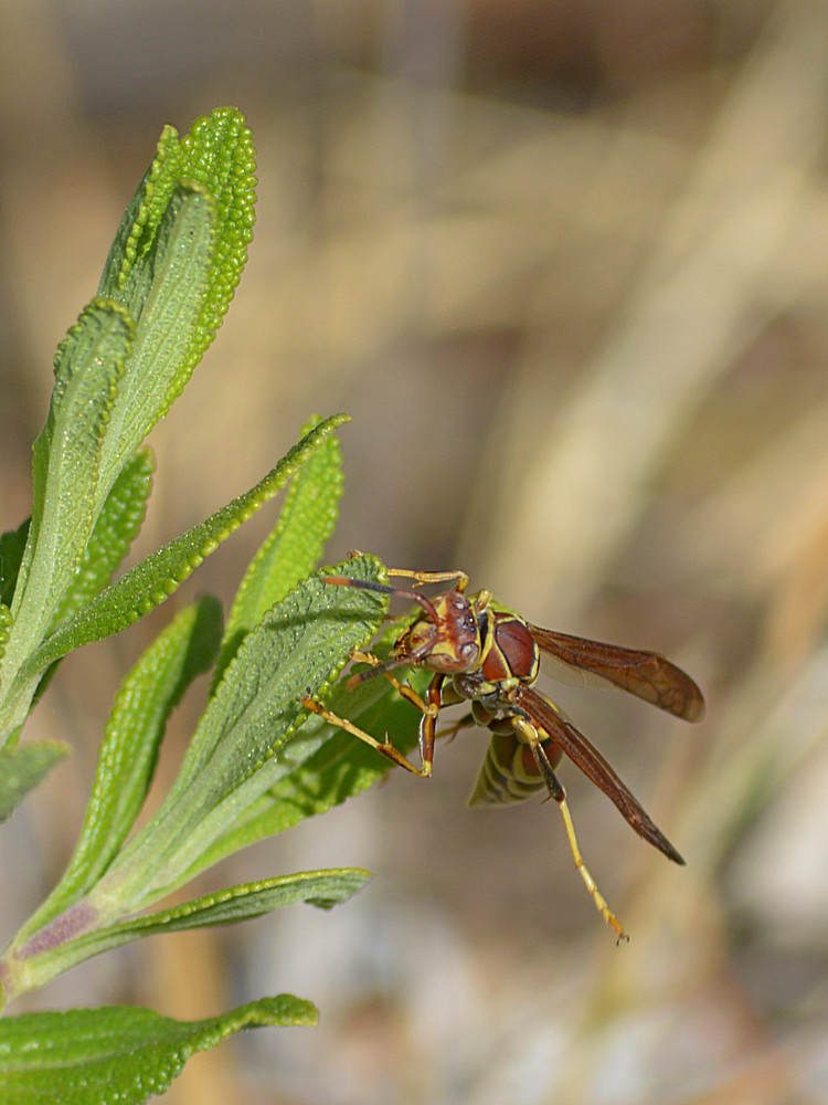 Wasp2.jpg