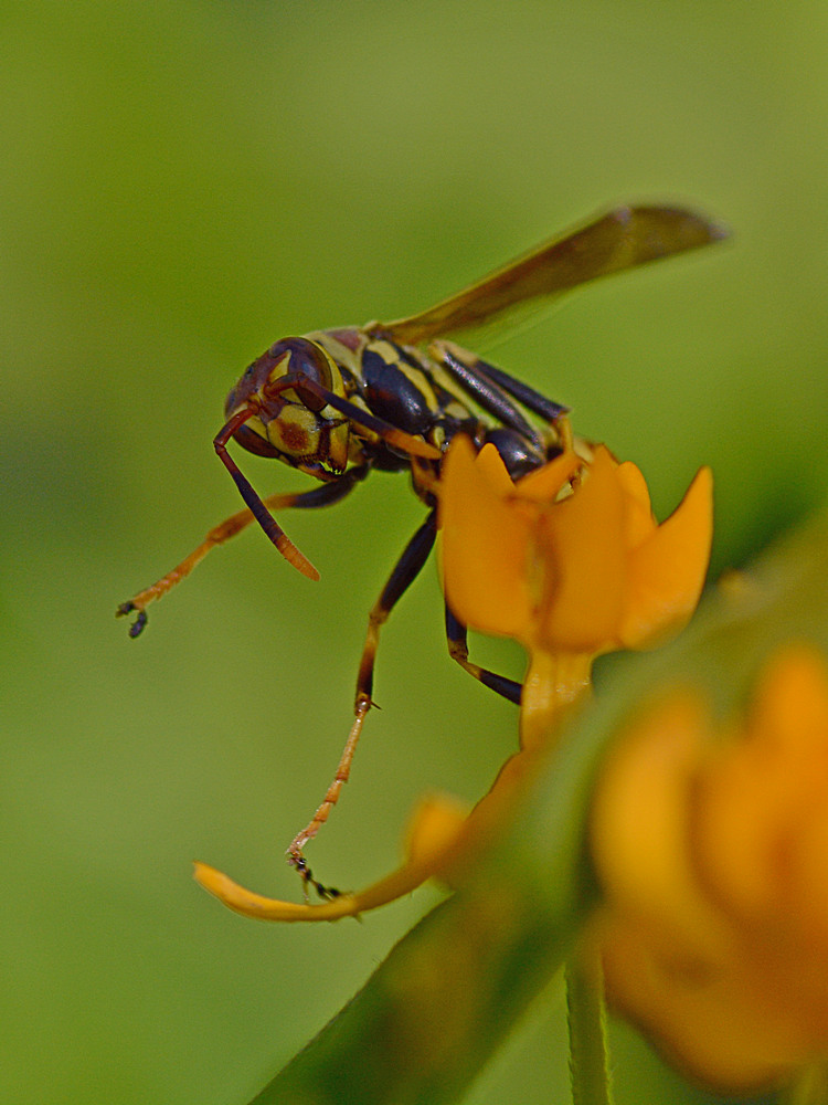 Wasp2.jpg