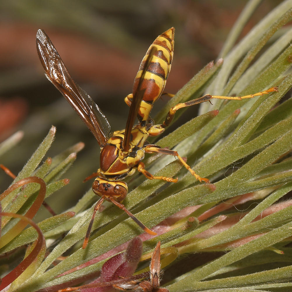 Wasp2_2017_08_23.jpg