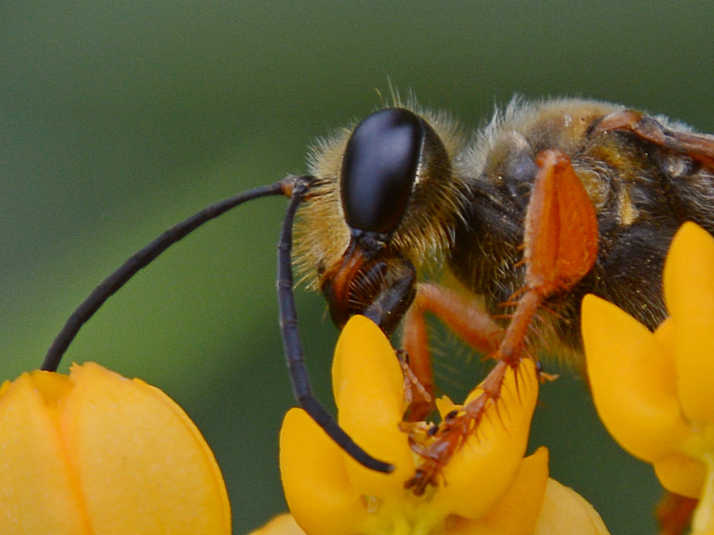 Wasp3.jpg