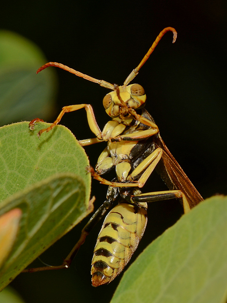 Wasp3.jpg