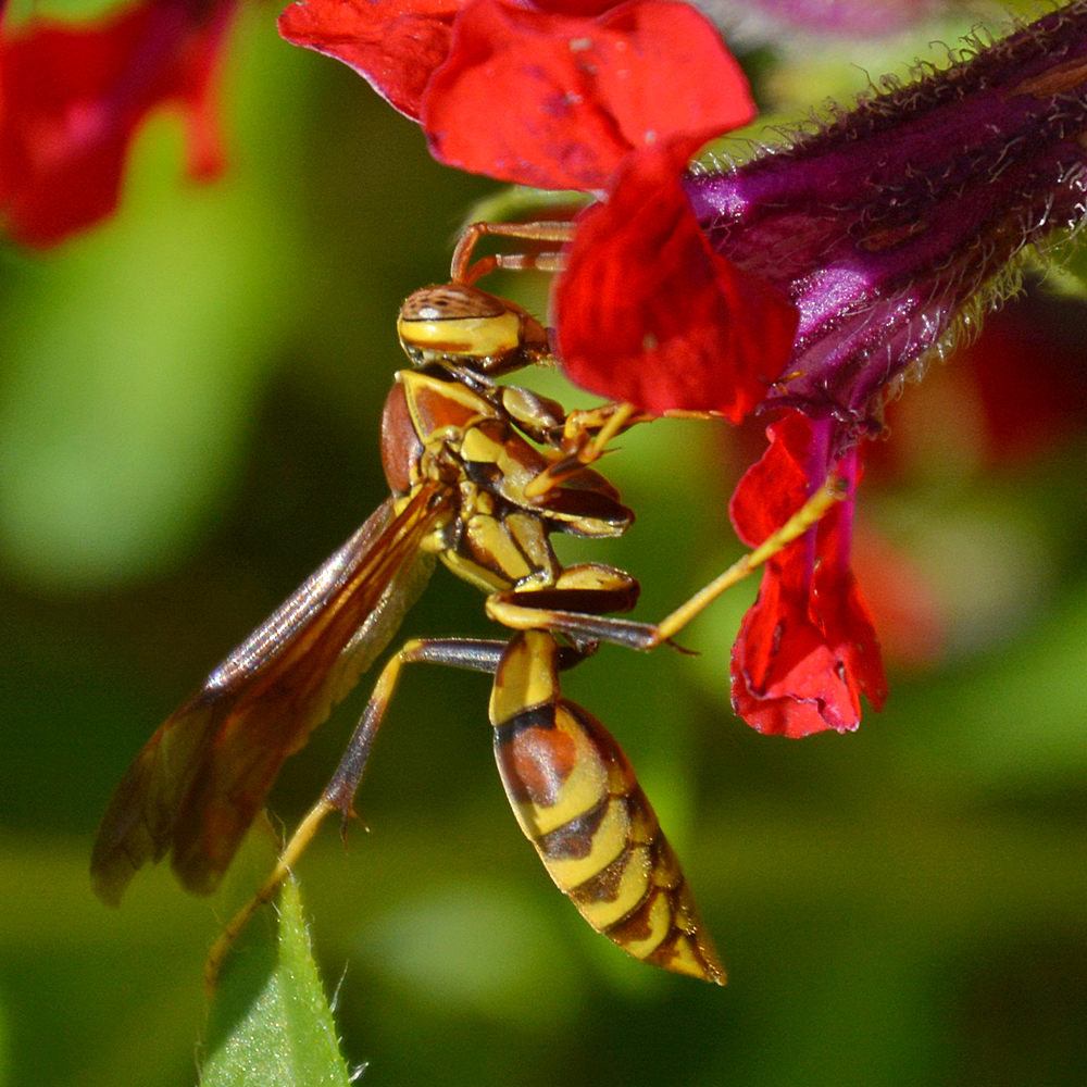 Wasp3.jpg