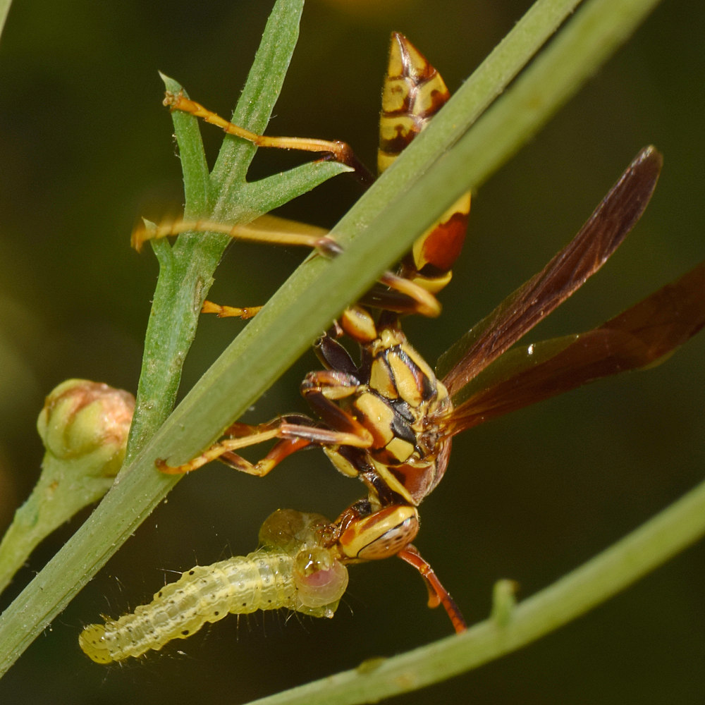 Wasp3.jpg