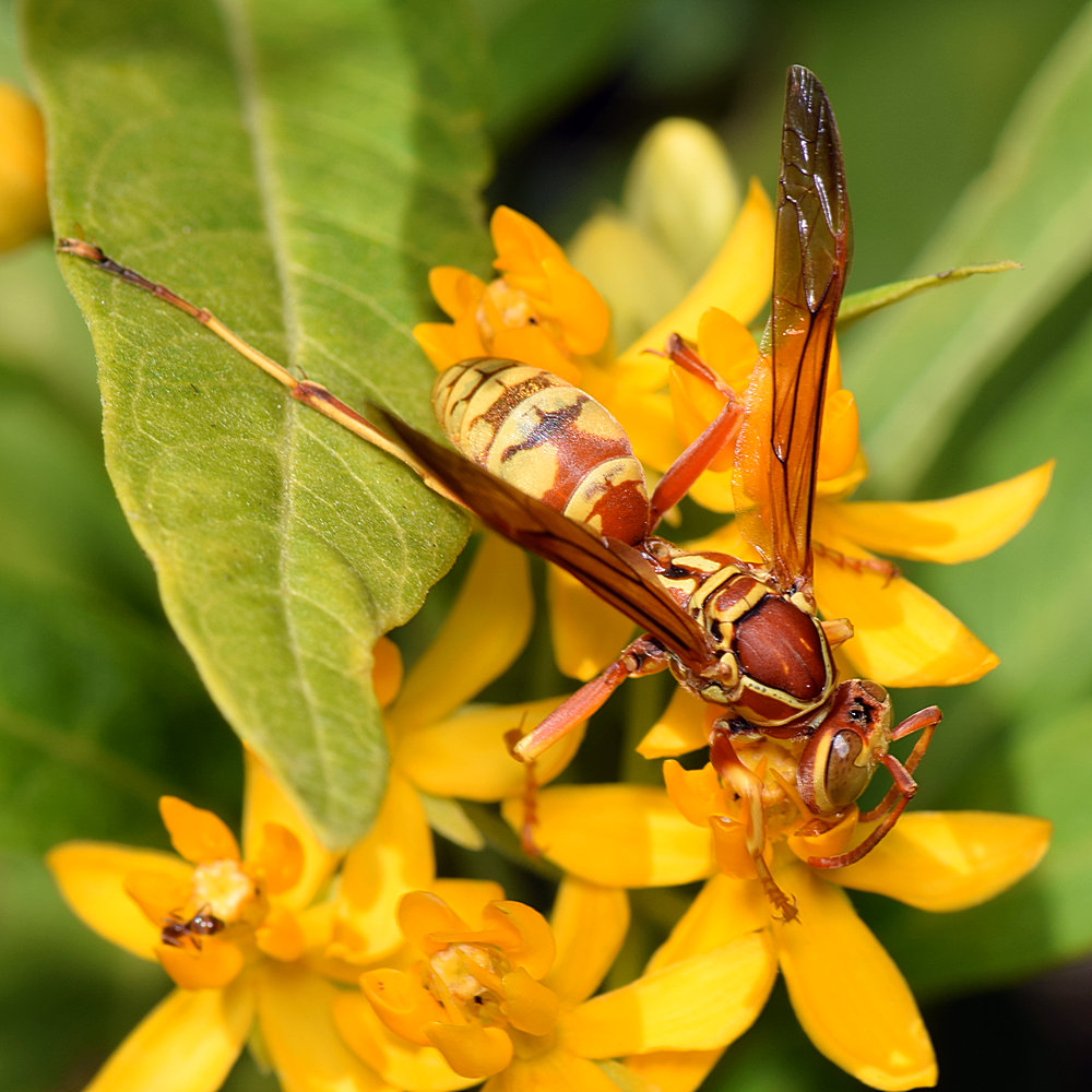Wasp3.jpg