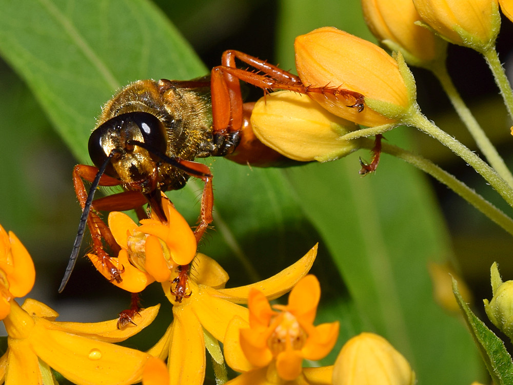 Wasp3.jpg