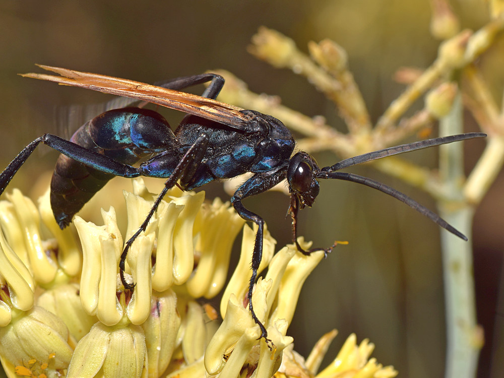 Wasp3.jpg
