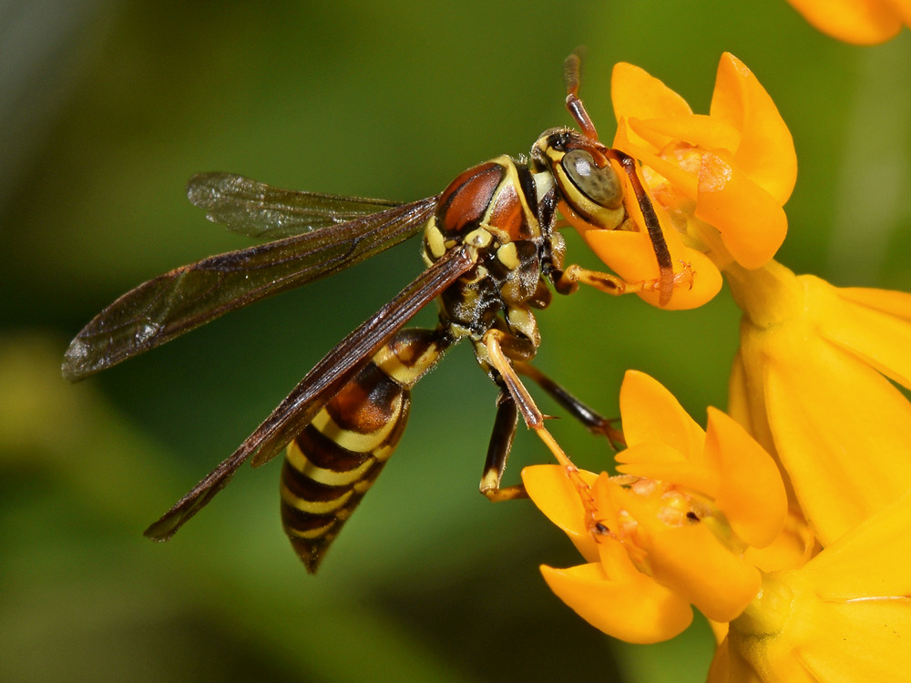 Wasp3.jpg
