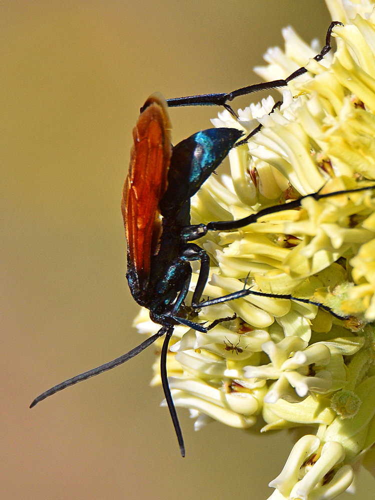 Wasp3.jpg