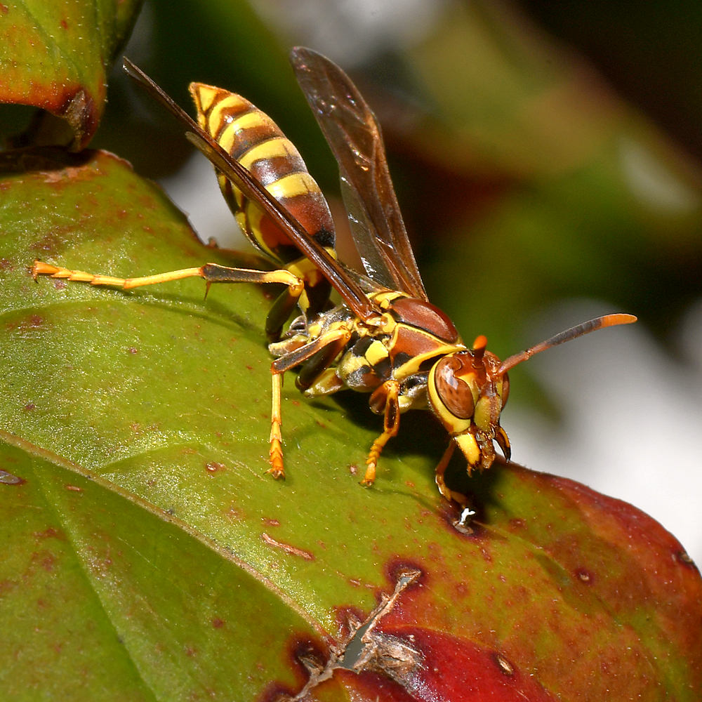 Wasp3.jpg