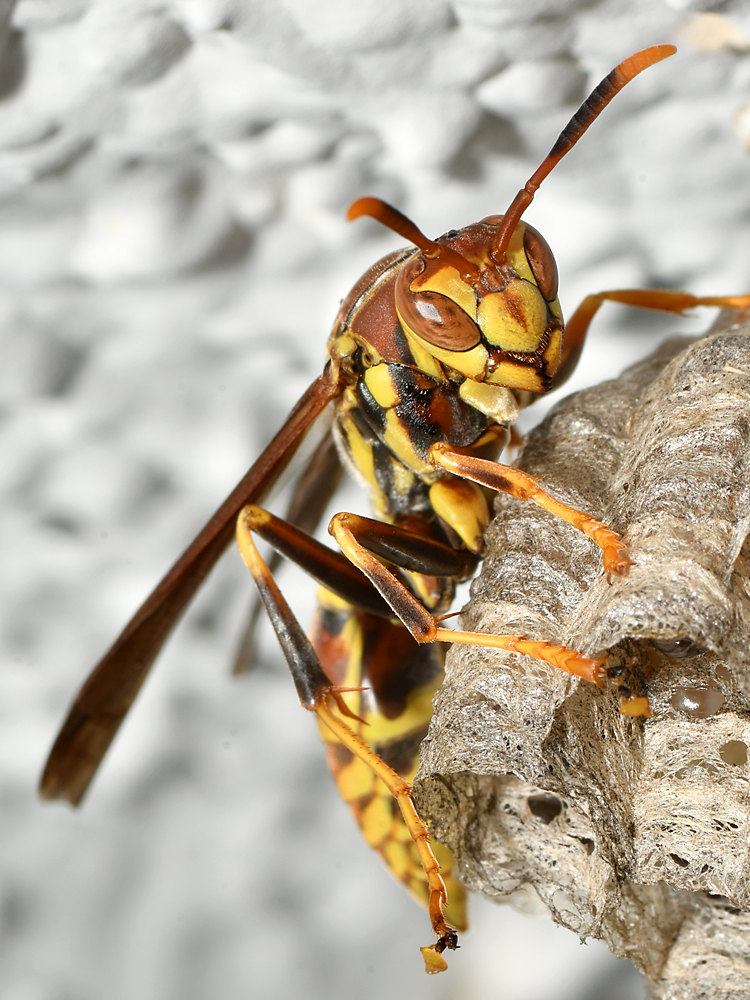 Wasp3.jpg