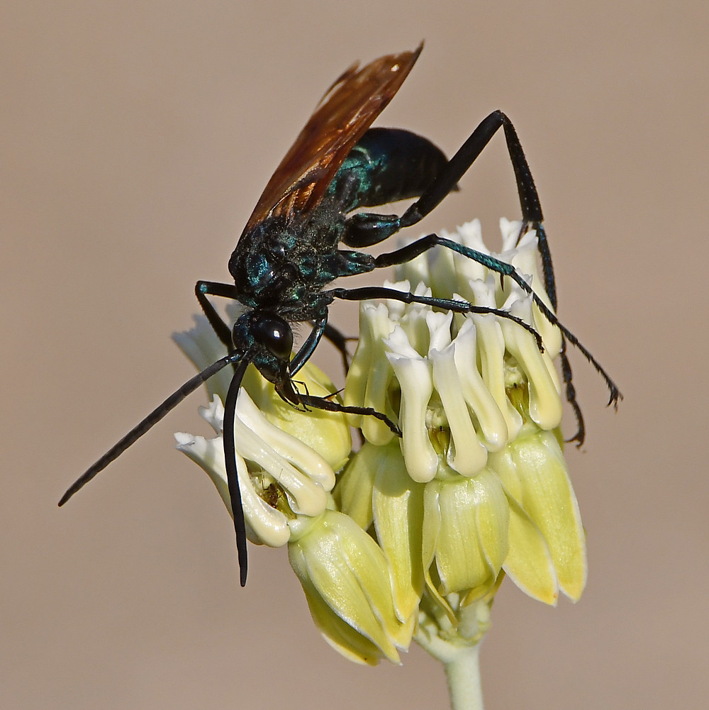 Wasp3.jpg