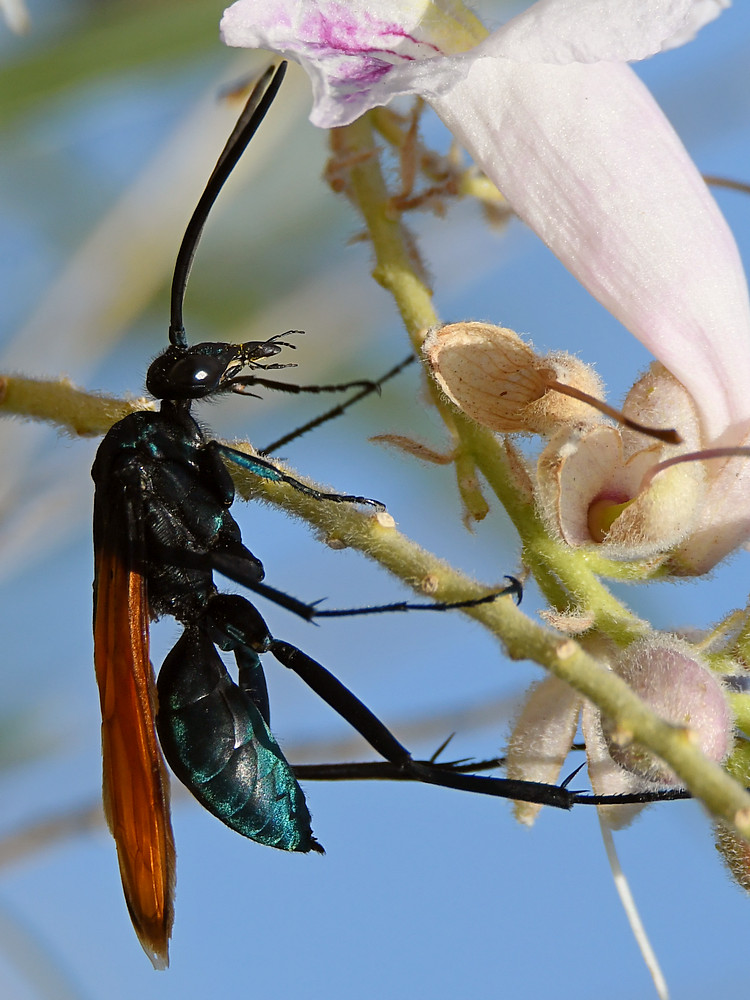 Wasp3.jpg