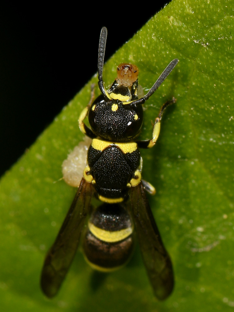 Wasp3.jpg