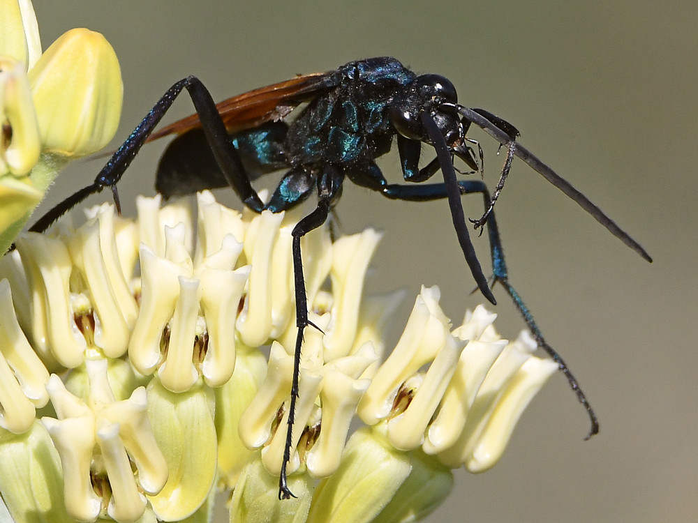 Wasp3.jpg