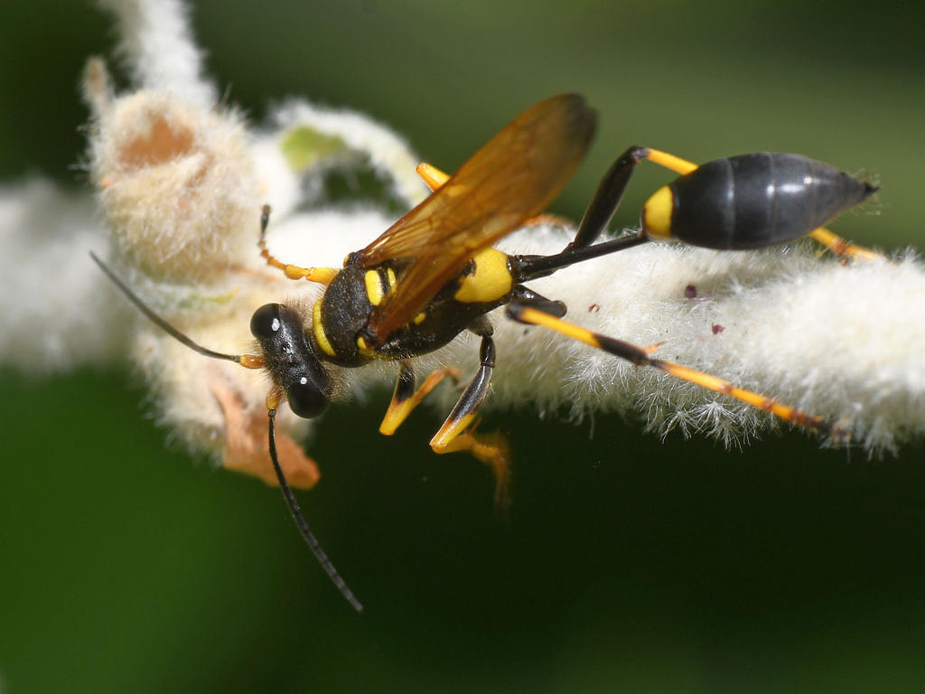Wasp3.jpg