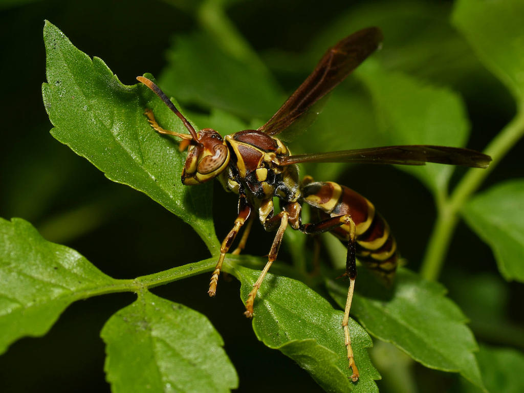 Wasp3.jpg
