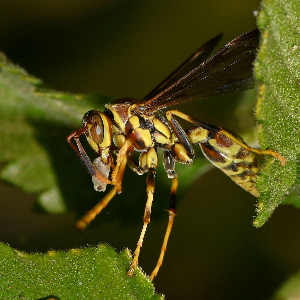 Wasp3.jpg