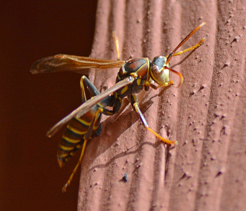 Wasp30Nov.jpg