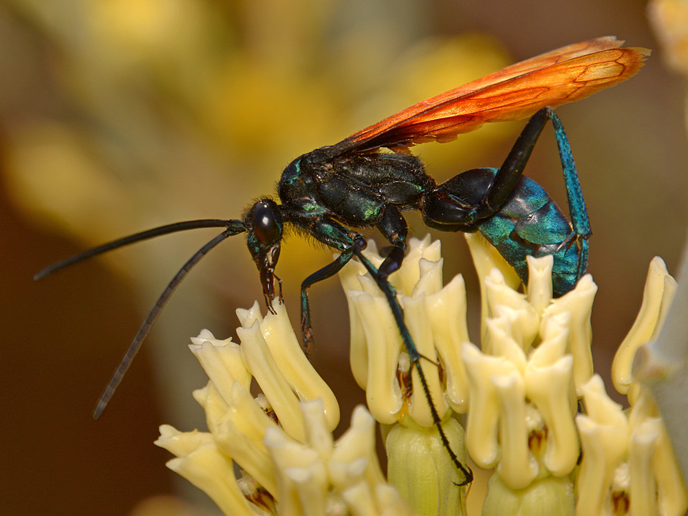 Wasp4.jpg