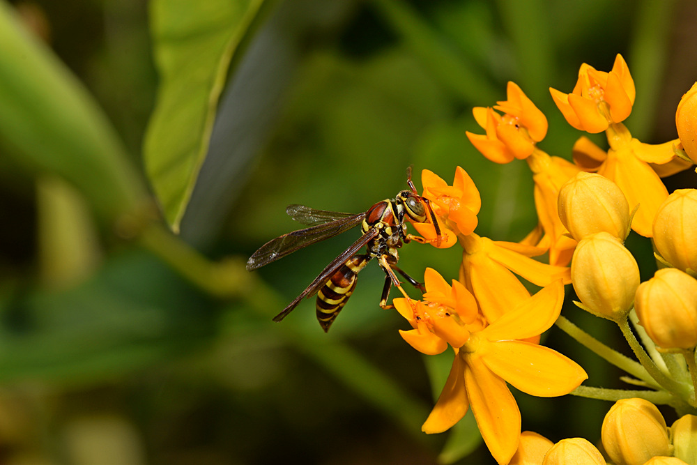 Wasp4.jpg