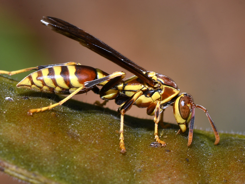 Wasp4.jpg