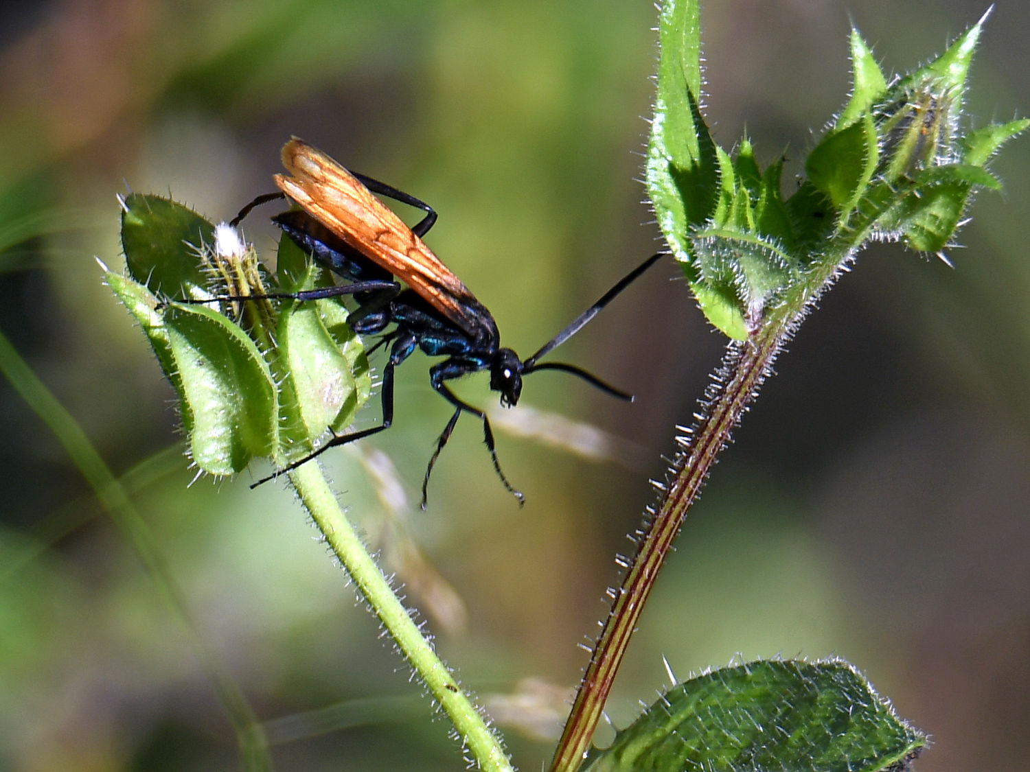 Wasp4.jpg