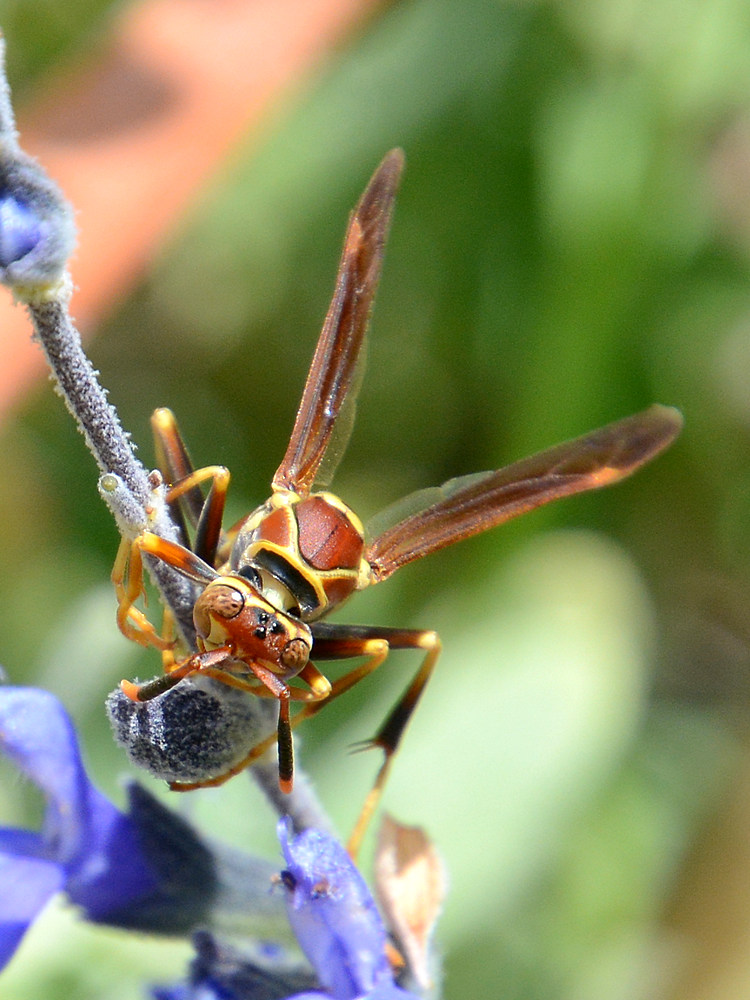 Wasp4.jpg