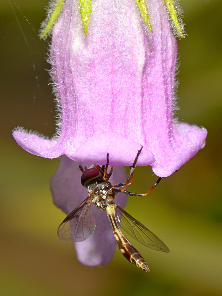 Wasp5.jpg