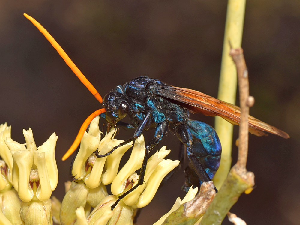 Wasp5.jpg