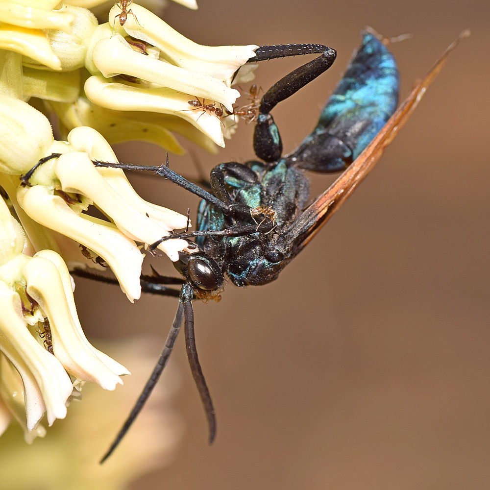 Wasp5.jpg