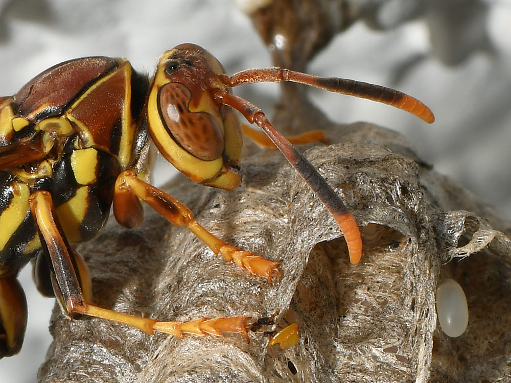 Wasp5.jpg
