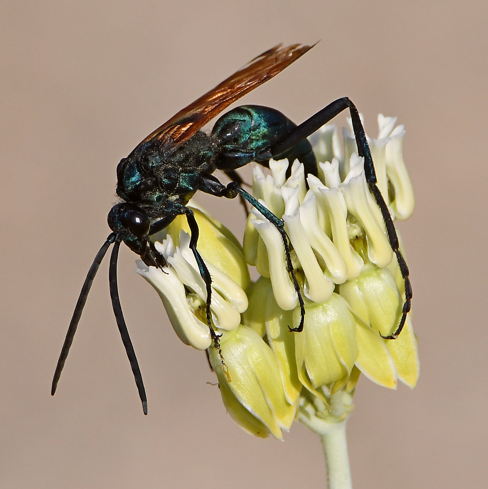 Wasp5.jpg