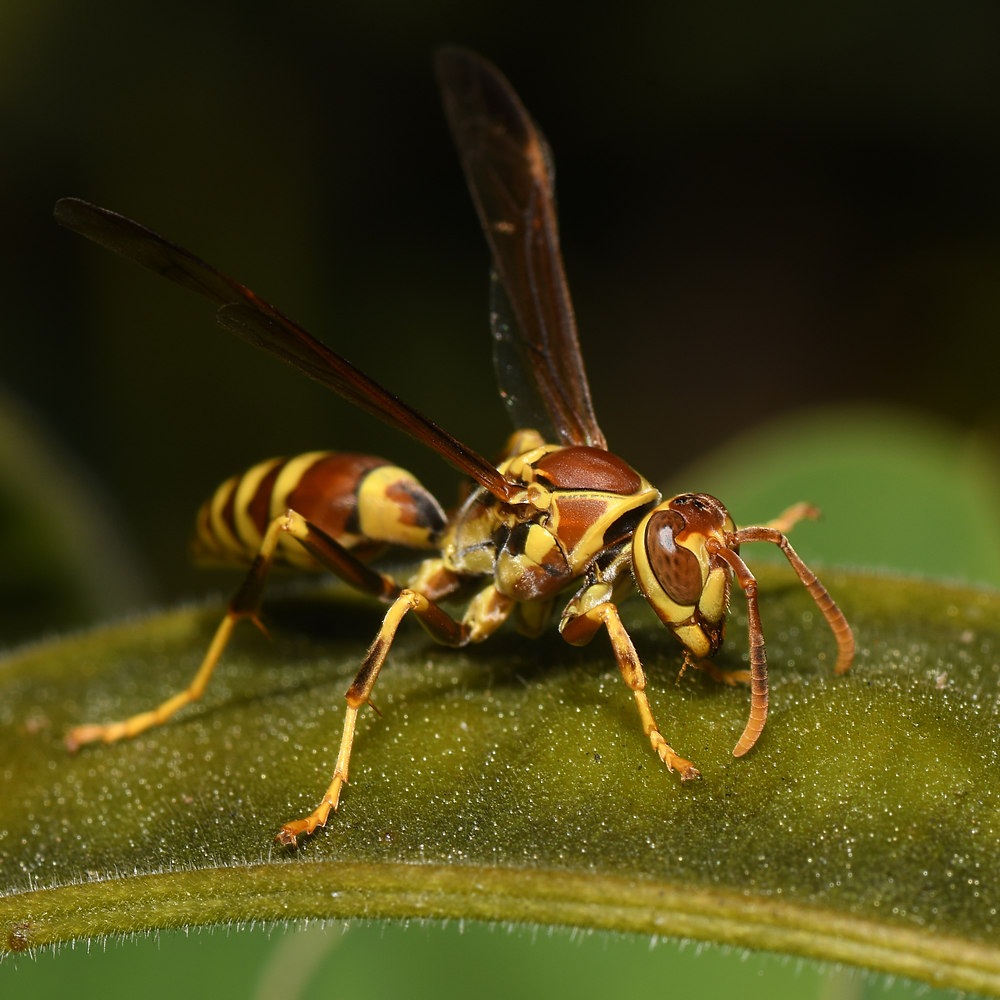 Wasp5.jpg