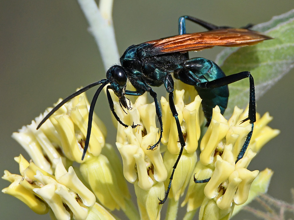 Wasp5.jpg
