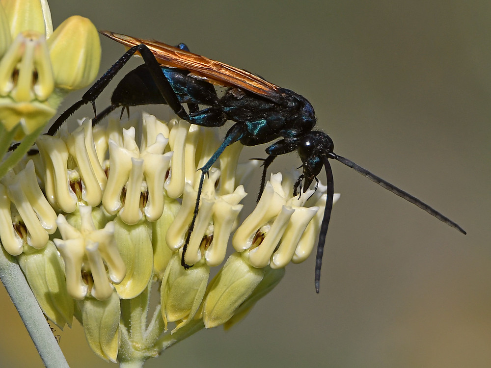 Wasp5.jpg