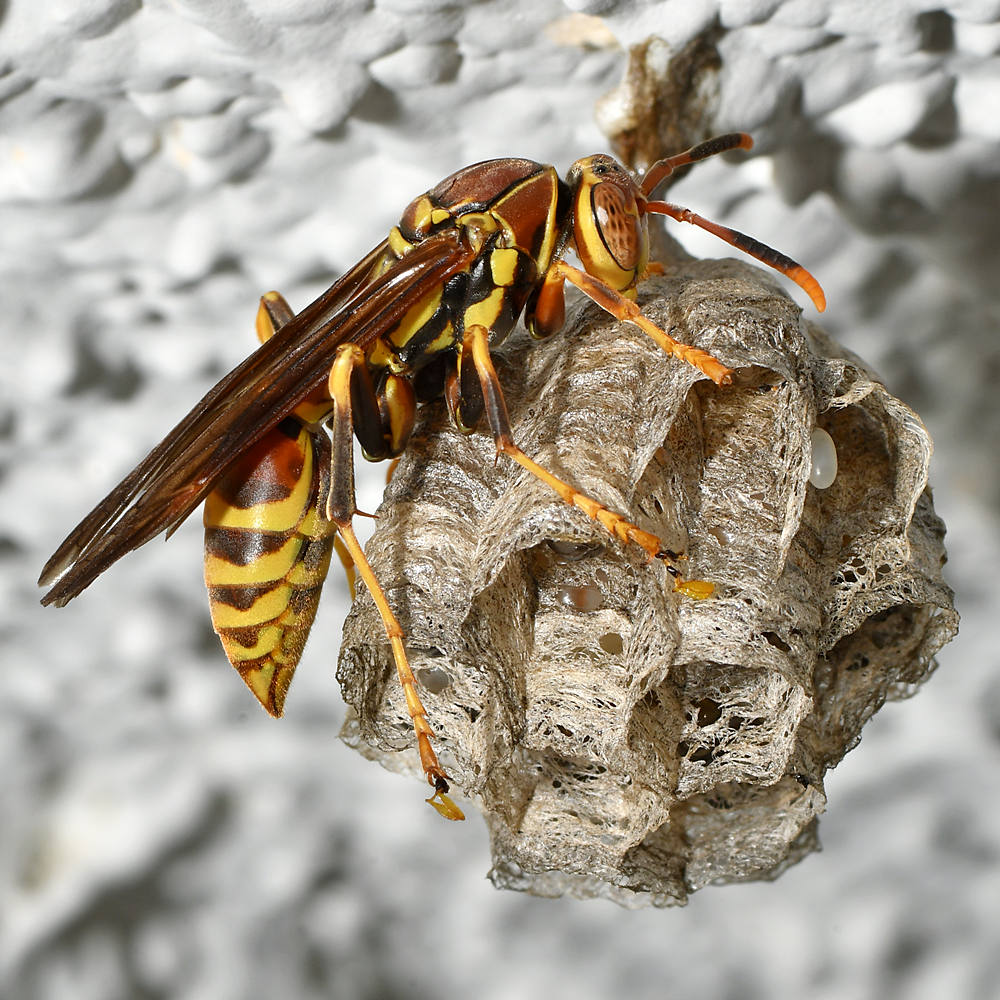 Wasp6.jpg