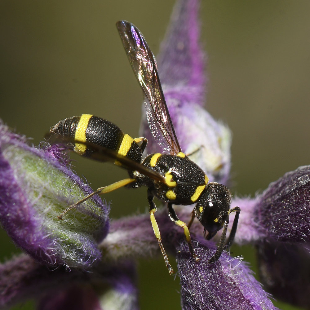 Wasp6.jpg